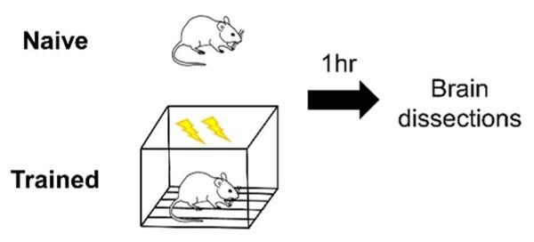 Sex differences in linear polyubiquitination in the entorhinal cortex during fear memory formation