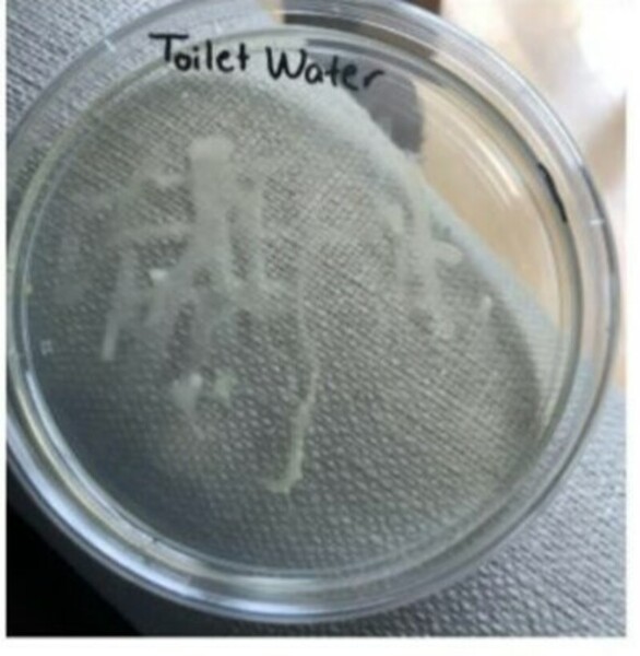 Effects of cleaning agents on bacterial growth on refrigerator surfaces