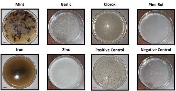 Household spices and minerals as alternative disinfectants for mobile phones 