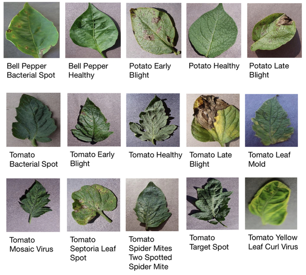 Time-Efficient and Low-Cost Neural Network to detect plant disease on leaves and reduce food loss and waste