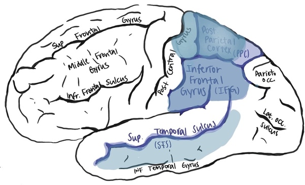 Uncovering mirror neurons’ molecular identity by single cell transcriptomics and microarray analysis