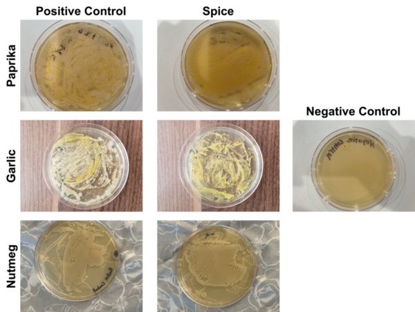 Testing antimicrobial properties of common household spices in a real-world scenario