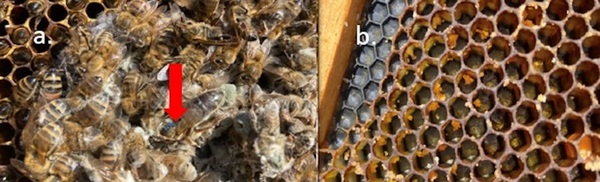 A chemical and overwintering honey bee apiary field study comparing new and expired amitraz miticide