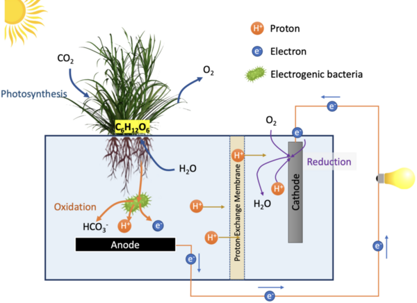 Integrating microbial fuel cell with sedum green roof for stormwater retention and renewable energy generation