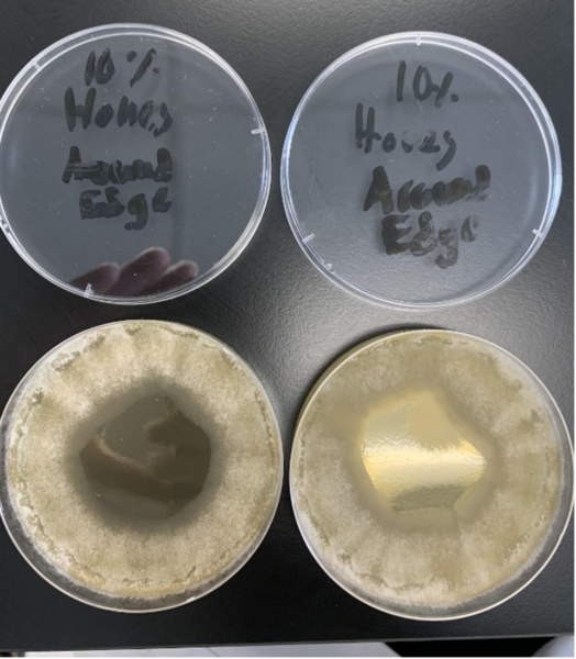Analyzing honey’s ability to inhibit the growth of <i>Rhizopus stolonifer</i>