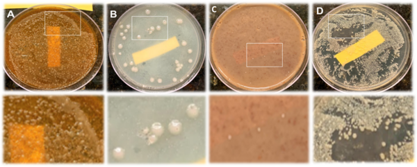 Antibacterial properties of household spices and toothpaste against oral bacteria