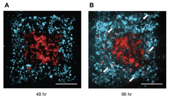A novel <i>in vitro</i> blood-brain barrier model using 3D bioprinter: A pilot study