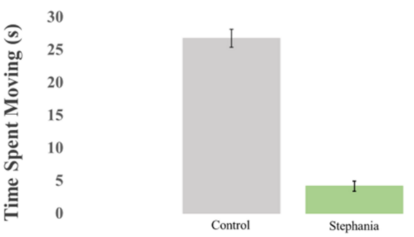 Administration of <i>Stephania tetrandra</i> to <i>Drosophila melanogaster</i> to create obsessive compulsive disorder model