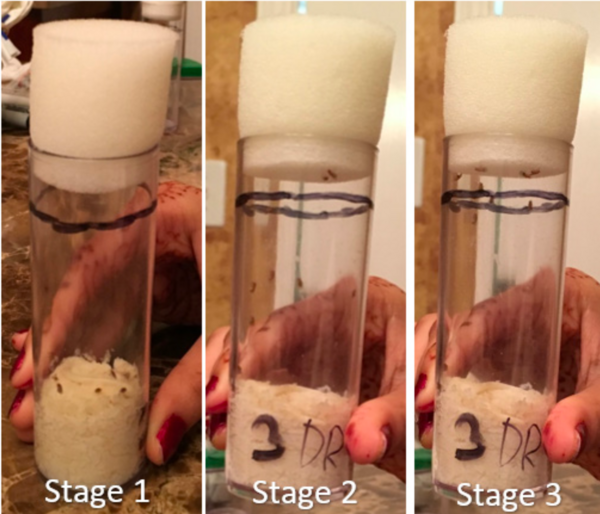 The Effects of Antioxidants on the Climbing Abilities of <em>Drosophila melanogaster</em> Exposed to Dental Resin 
