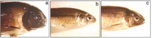 Androgen Diffusion Patterns in Soil: Potential Watershed Impacts