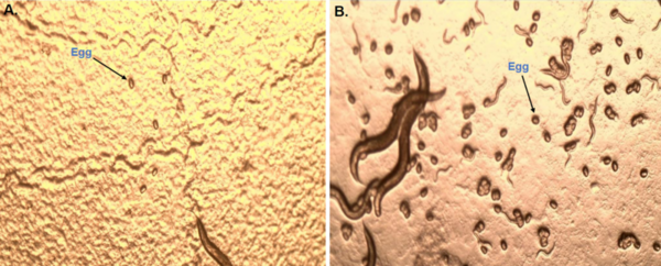The effect of neuroinflammation and oxidative stress on the recovery time of seizures