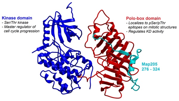 Peptidomimetics Targeting the Polo-box Domain of Polo-like Kinase 1