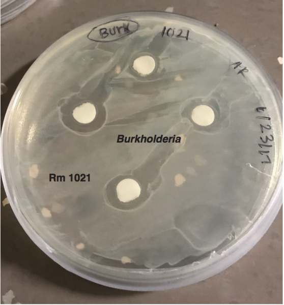 Investigating the Role of Biotic Factors in Host Responses to Rhizobia in the System Medicago truncatula 