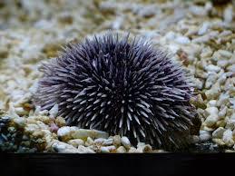 Determining the Effects of Fibroblast Growth Factor 2 on the Regenerative Abilities of Echinometra lucunter Sea Urchins