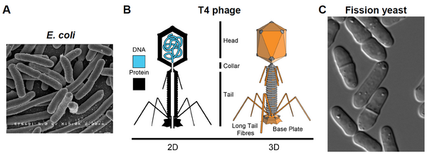 Phages Can Be More Effective and Specific Than Antibiotics in Combating Bacteria