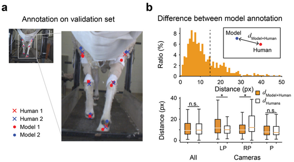 Recognition of animal body parts via supervised learning