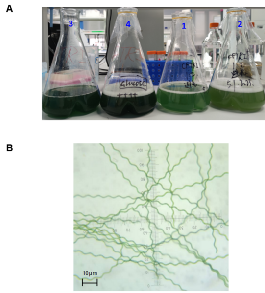 Heterotrophic culture of <i>Spirulina platensis</i> improved its growth and the study of its nutritional effect
