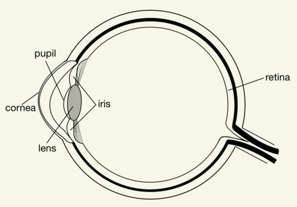 The juxtaposition of anatomy and physics in the eye
