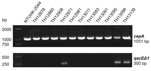 Varying levels of disinfectant resistance among invasive <em>Klebsiella pneumoniae</em> isolates