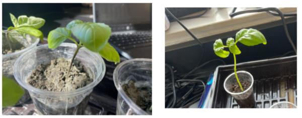Analysis of Milorganite’s ability to sustain growth of <i>Ocimum basilicum</i> in simulated Martian soil