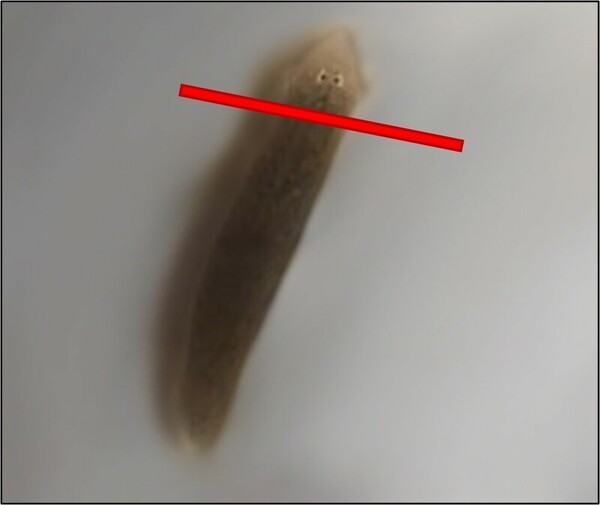 The non-nutritive sweeteners acesulfame potassium and neotame slow the regeneration rate of planaria