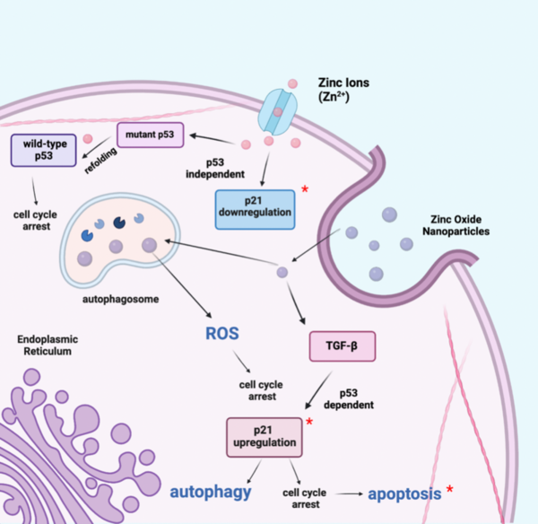 Investigating the potential of zinc oxide nanoparticles and zinc ions as promising approaches to lung cancer