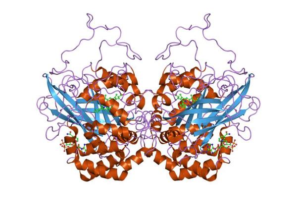 Covalently Entrapping Catalase into Calcium Alginate Worm Pieces Using EDC Carbodiimide as a Crosslinker.