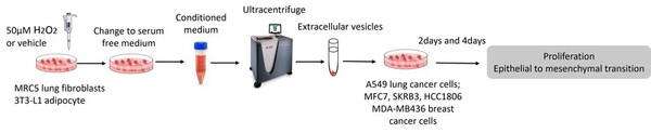 Extracellular vesicles derived from oxidatively stressed stromal cells promote cancer progression
