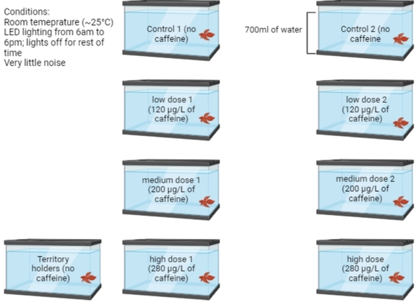 Determining the impact of caffeine on aggression in <i>Betta splendens</i>