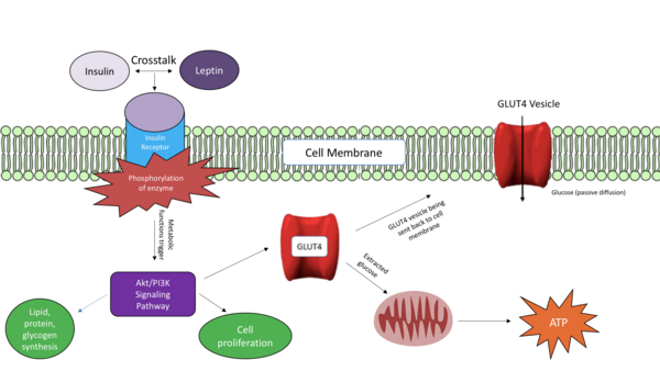 Combating Insulin Resistance Using Medicinal Plants as a Supplementary Therapy to Metformin in 3T3-L1 Adipocytes: Improving Early Intervention-Based Diabetes Treatment