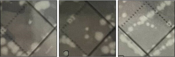 Inhibitory effects of captan on growth of <i>Escherichia</i> coli and <i>Bacillus coagulans</i>