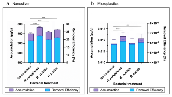 Investigating <i>Lemna minor</i> and microorganisms for the phytoremediation of nanosilver and microplastics