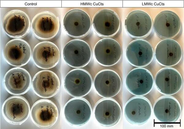 The effect of molecular weights of chitosan on the synthesis and antifungal effect of copper chitosan