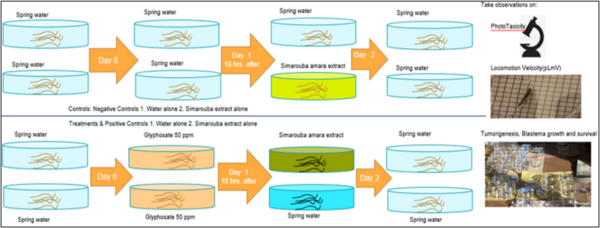 Testing Simarouba amara’s therapeutic effects against weedicide-induced tumor-like morphology in planarians