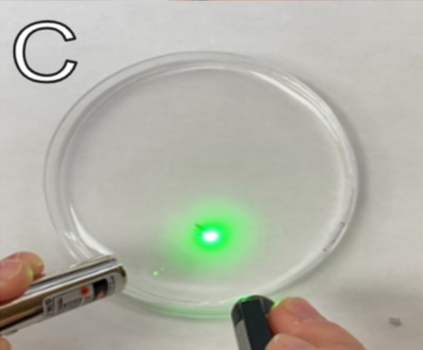 The effects of regeneration on memory in planarians