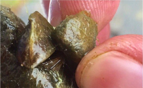 Assessing Materials’ Short-term Effectiveness on Controlling Zebra Mussel (Dreissena polymorpha) Attachment