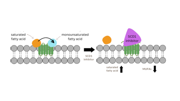 Modeling stearoyl-coenzyme A desaturase 1 inhibitors to ameliorate α-Syn cytotoxicity in Parkinson's disease