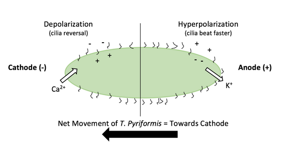 Cathodal Galvanotaxis: The Effect of Voltage on the distribution of <em>Tetrahymena pyriformis</em>