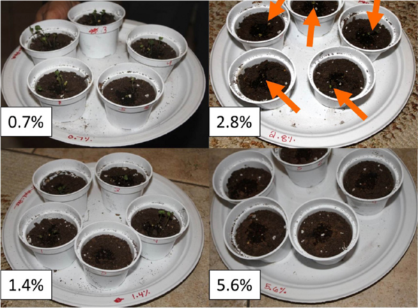 The Effect of Antioxidant Vitamins on Mustard Plants in a Hydrogen Peroxide-Induced Injury Model
