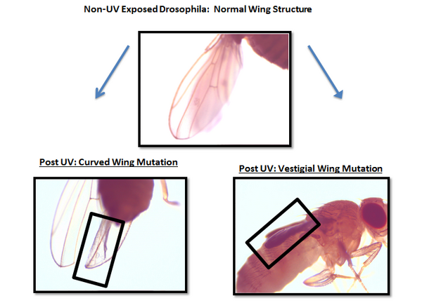 The Effect of Ultraviolet Radiation and the Antioxidant Curcumin on the Longevity, Fertility, and Physical Structure of <em>Drosophila melanogaster</em>: Can We Defend Our DNA?