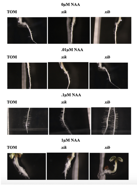 Synthetic auxin’s effect on root hair growth and peroxisomes in <i>Arabidopsis thaliana</i>