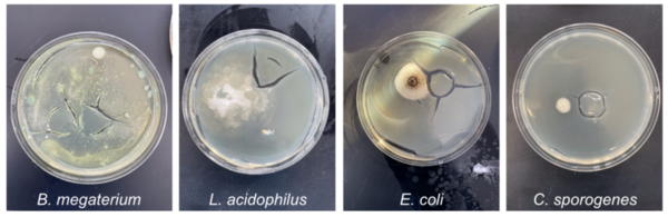 Impacts of the gut microbiota on arginine synthesis