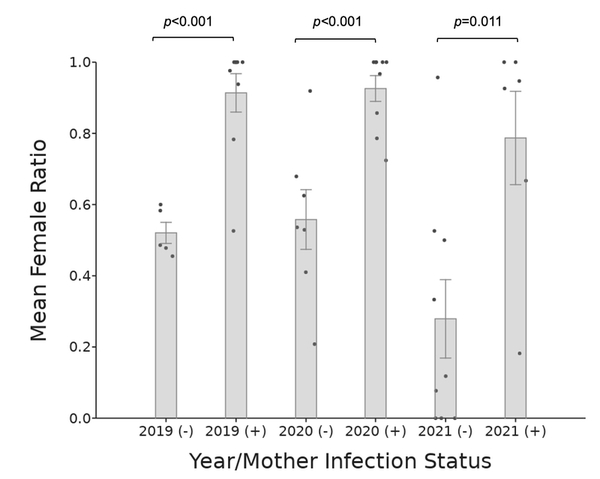 Male Feminization of the Common Pillbug <i>Armadillidium vulgare</i> by <i>Wolbachia</i> bacteria