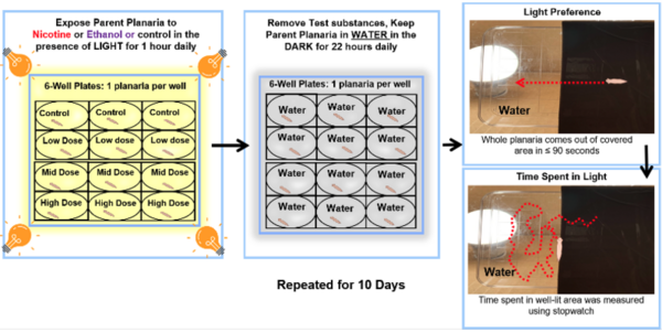 Substance Abuse Transmission-Impact of Parental Exposure to Nicotine/Alcohol on Regenerated Planaria Offspring