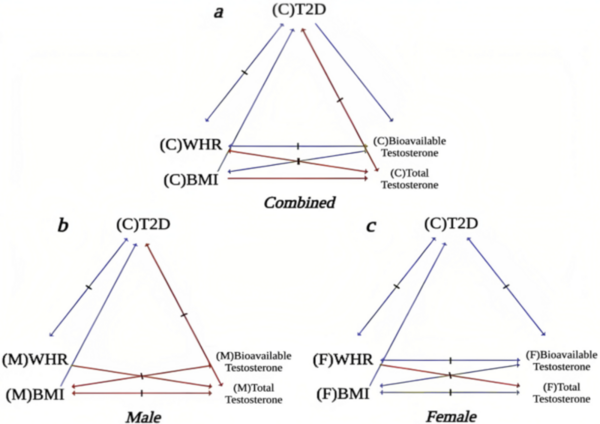 Evaluation of the causality between testosterone, obesity, and diabetes