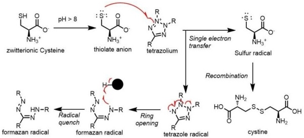 Mechanistic deconvolution of autoreduction in tetrazolium-based cell viability assays