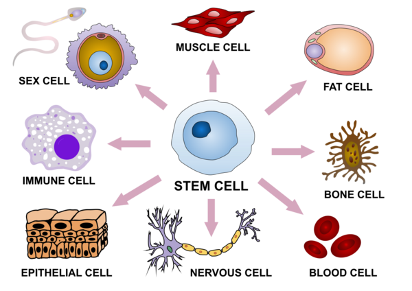 Specific Transcription Factors Distinguish Umbilical Cord Mesenchymal Stem Cells From Fibroblasts