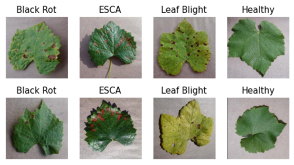 Vineyard vigilance: Harnessing deep learning for grapevine disease detection