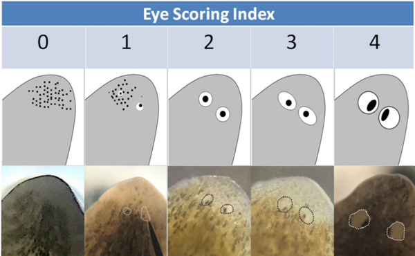 Modulation of Planaria Regeneration by Resolvin D1 and the Omega-3 Fatty Acid Precursor 17-Hydroxy Docosahexaenoic Acid