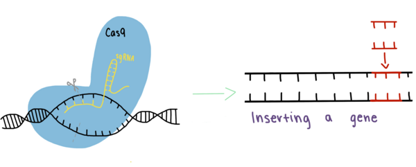 Expression of Anti-Neurodegeneration Genes in Mutant <em>Caenorhabditis elegans</em> Using CRISPR-Cas9 Improves Behavior Associated With Alzheimer’s Disease